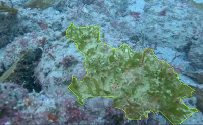 How Artificial Intelligence is Transforming Marine Biosecurity