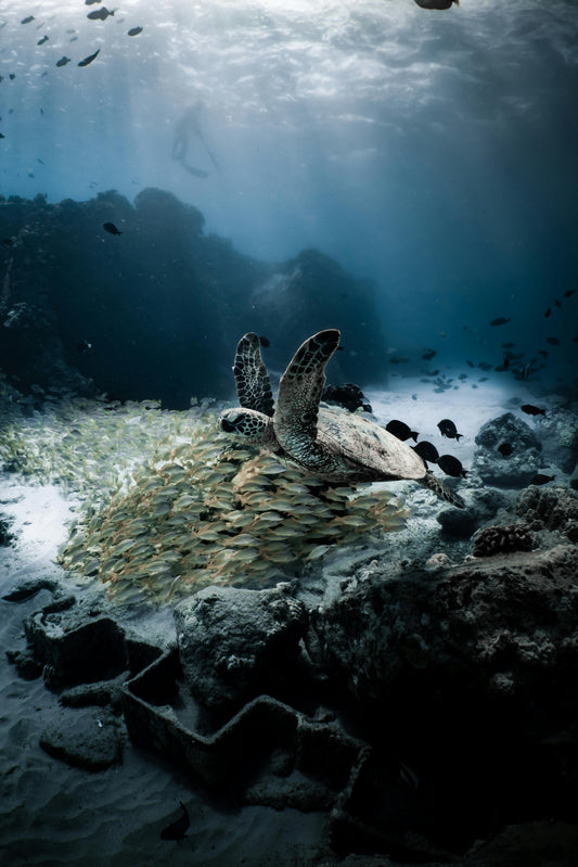 The Importance of Data-Driven Decision Making in Scientific Diving: Leveraging Insights for Research and Conservation