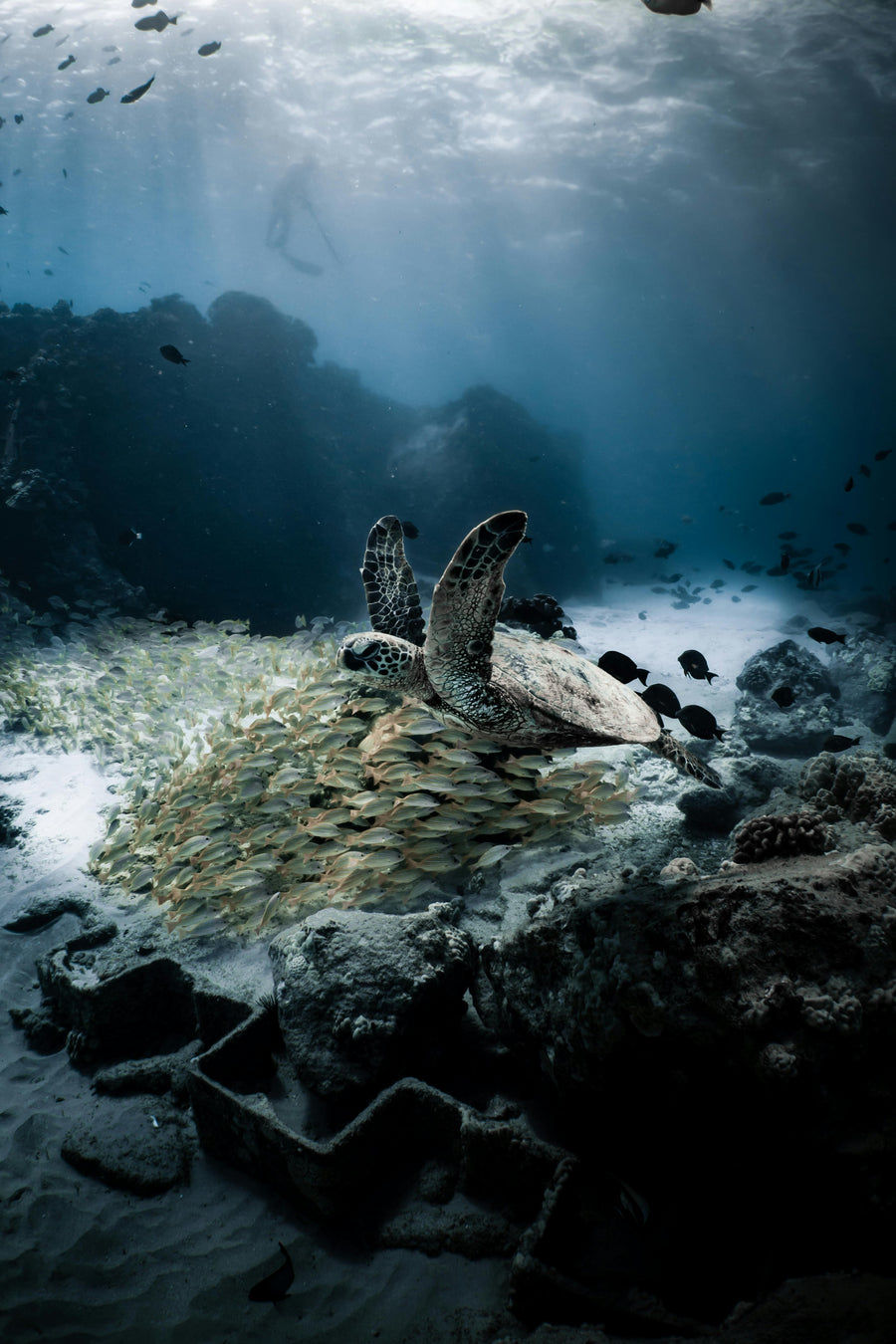 The Importance of Data-Driven Decision Making in Scientific Diving: Leveraging Insights for Research and Conservation