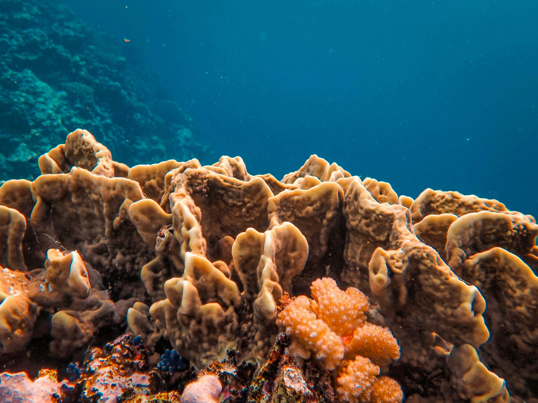 Unlocking the Deep: The Untapped Potential of Marine Biotechnology