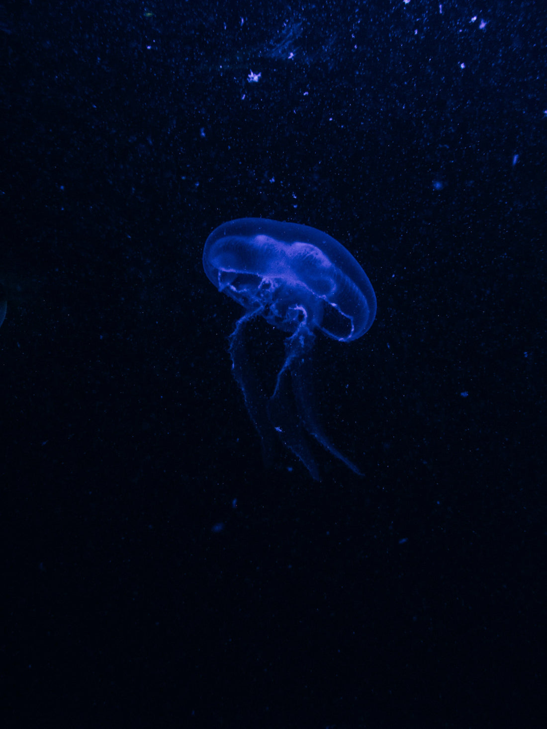 The Hadal Zone: The Least Explored Ecosystem on Earth