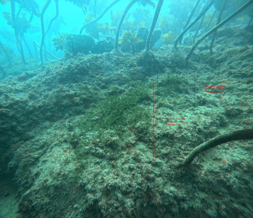 BioSync® AI-Powered Marine Monitoring System detecting marine species on the ocean floor with real-time image recognition technology.