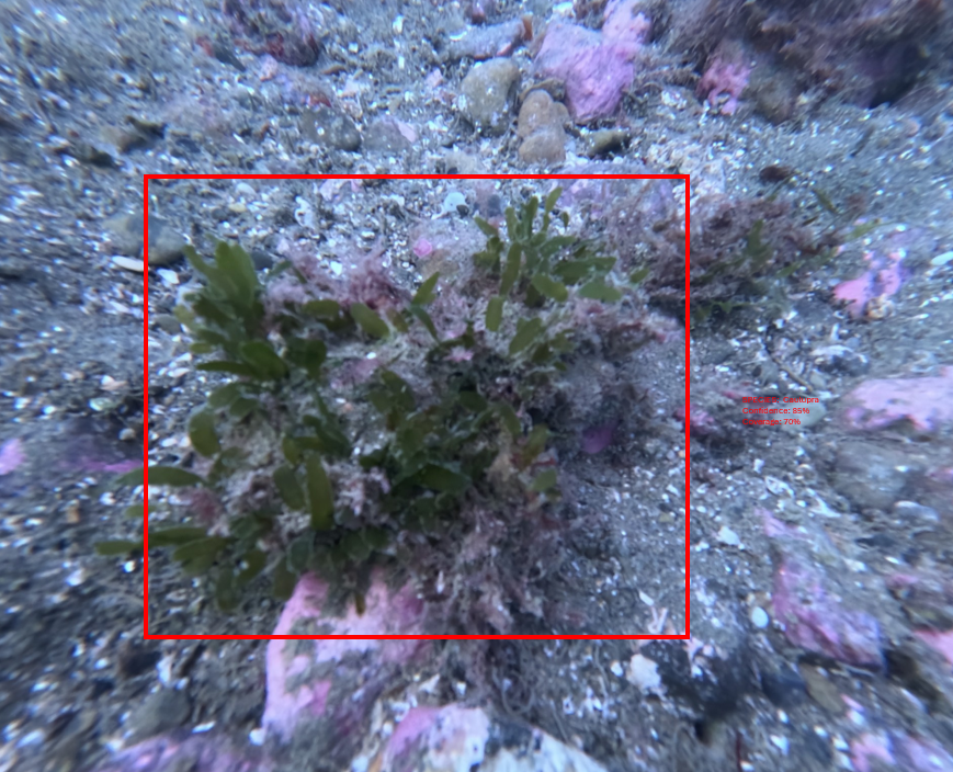 BioSync® AI-Powered Marine Monitoring System detecting marine species on the ocean floor with real-time image recognition technology.