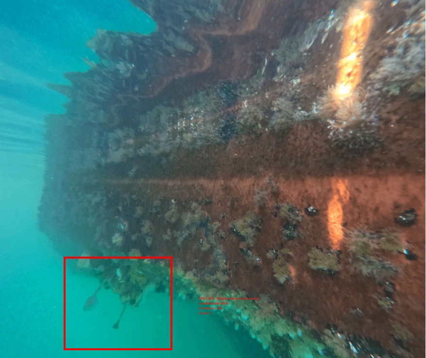 BioSync® AI-Powered Marine Monitoring System capturing real-time underwater imagery of a submerged structure with marine growth. Advanced ROV technology for marine species identification.