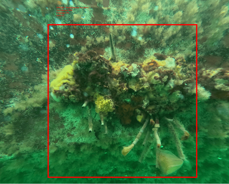 BioSync® AI-Powered Marine Monitoring System capturing real-time underwater image of marine species on a reef. Advanced ROV technology for accurate species identification.